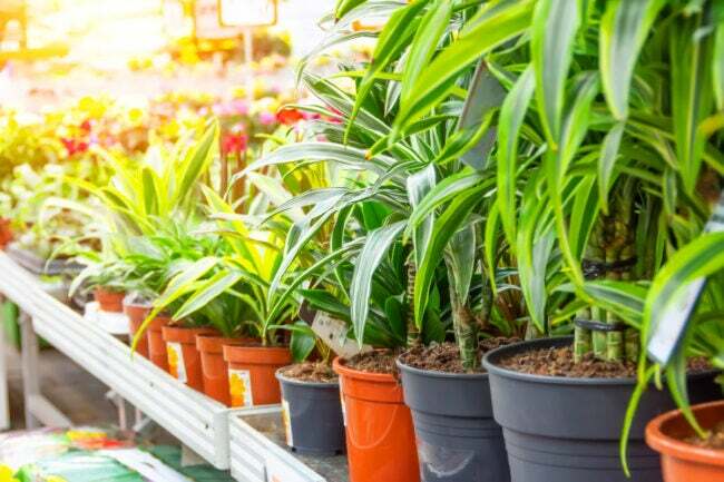 forskjellige typer dracaena-planter i en butikk