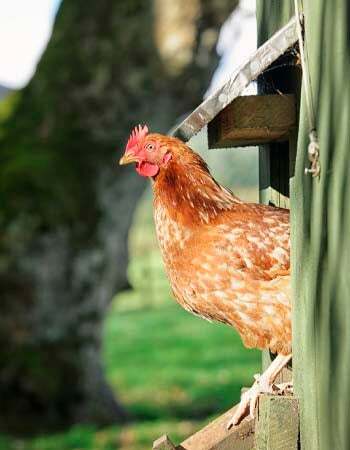 עלות לול תרנגולות