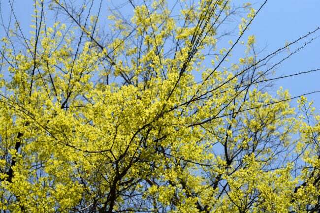 पीली पत्तियों वाला हैकबेरी का पेड़