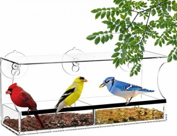 Okenska ptičja krmilnica z dvema vrstama ptičjega semena in kardinalom, ameriškim zlatovčkom in plavčkom