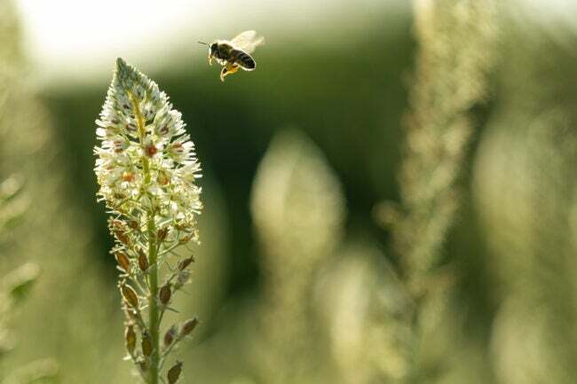 Osamělá silueta včela letící směrem ke květu mignonette