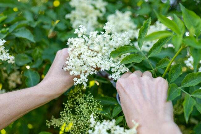 Perspectiva em primeira pessoa de mãos usando uma tesoura para podar flores de sabugueiro branco de um arbusto de sabugueiro