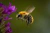 Sådan slipper du af med bier (uden at skade dem)