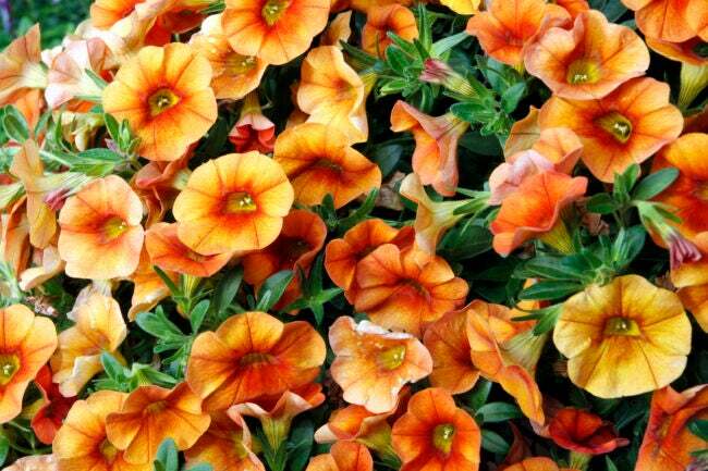 calibrachoa starostlivosť túži po pomarančových kvetoch