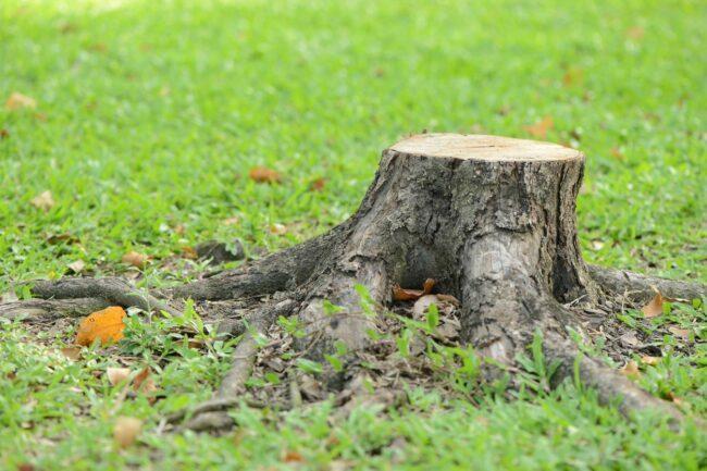 Ağaç Kütüğü Kaldırma Maliyeti Nasıl Tasarruf Edilir