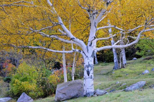 Beyazımsı kabuğu ve sarı yaprakları olan kağıt huş ağacı