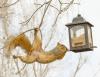 Oravia lintujen syöttölaitteissa? Pidä ne poissa 10 vinkillä