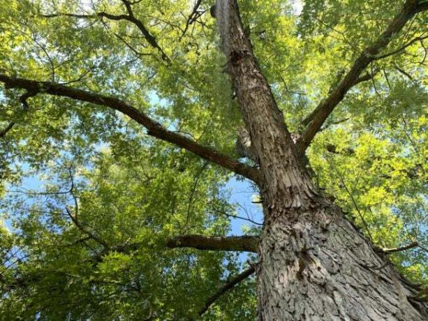 तेजी से बढ़ने वाले छायादार पेड़ सिल्वर मेपल 