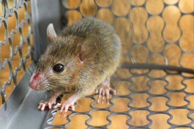 Las mejores opciones de exterminadores de ratones