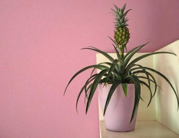ananasų augalų priežiūra