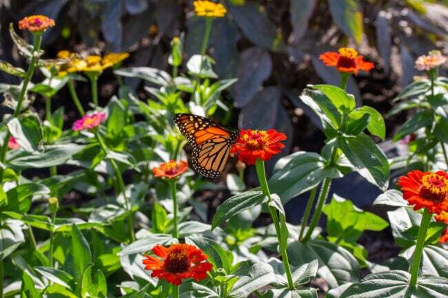 iStock-1429792634 economize dinheiro jardinagem fundo de flores de zínia e uma borboleta monarca