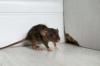 7 způsobů, jak krysy ničí váš domov, a co s tím dělat