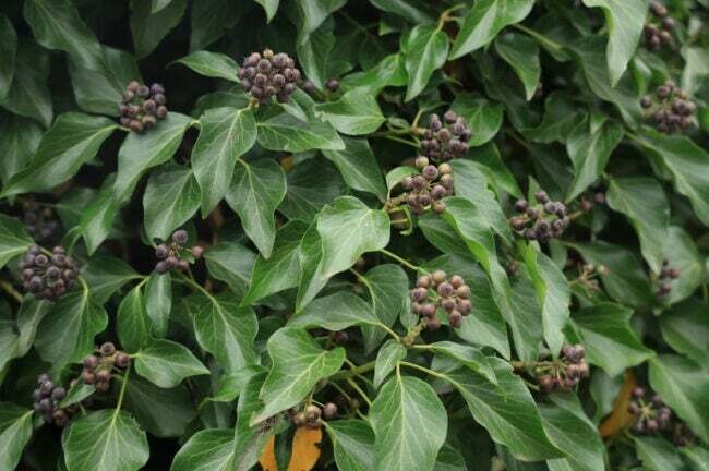 Zimní listí, černé bobule stálezeleného keře sladkého (Sarcococca hookeriana var. digyna 'Purple Stem').