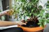 12 szerencsés növény, amelyet érdemes bevinni otthonába
