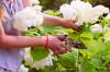 Comment sécher les hortensias en 6 étapes simples — Bob Vila