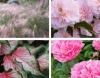 Enobarvni vrtovi: najboljše rože za sajenje, ne glede na vaš najljubši odtenek