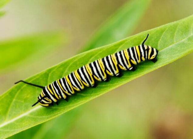 Por que você deve se importar que a população de borboletas monarca esteja diminuindo