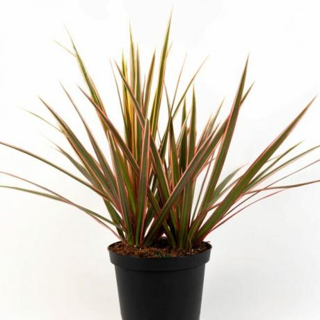Planta dracaena tricolor em vaso