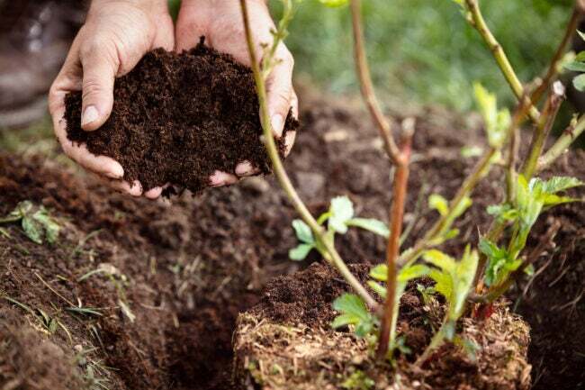iStock-1092026508 benefícios da minhoca Closeup, mãos masculinas segurando húmus ou cobertura morta do solo, planta de amora ao lado