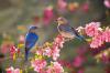 Bluebirds naar uw tuin lokken: 12 tips die werken