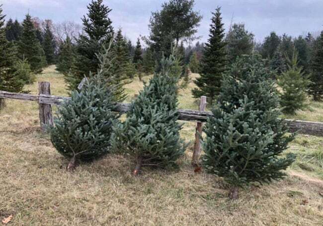 Najboljša možnost dostave božičnega drevesa: božična drevesa zdaj