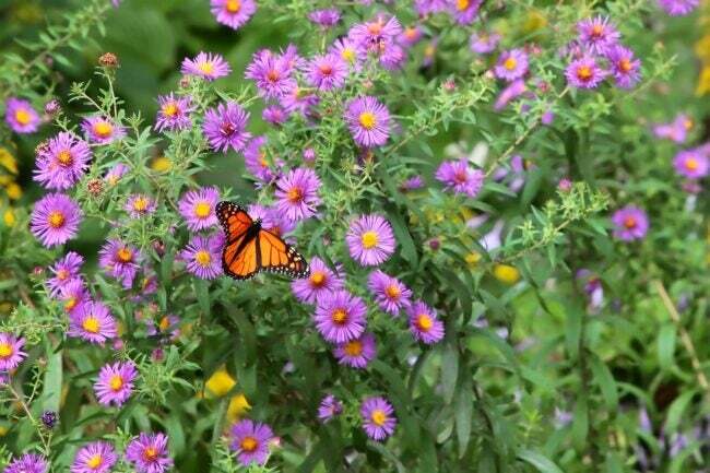 보라색 애스터 꽃에 나비