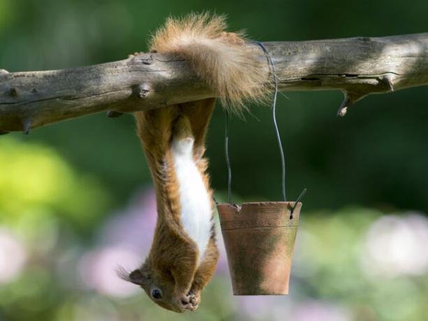 napajalnik za veverice