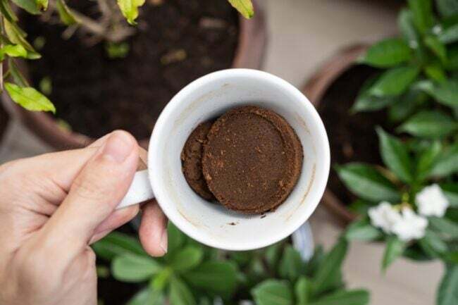 Formas gratuitas de comenzar un jardín: posos de café en una taza sobre las plantas.