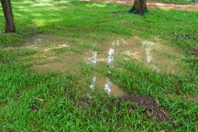 En vandpyt på græsplænen efter kraftig regn