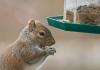 Kuidas hoida oravaid lindude toitjatest eemal