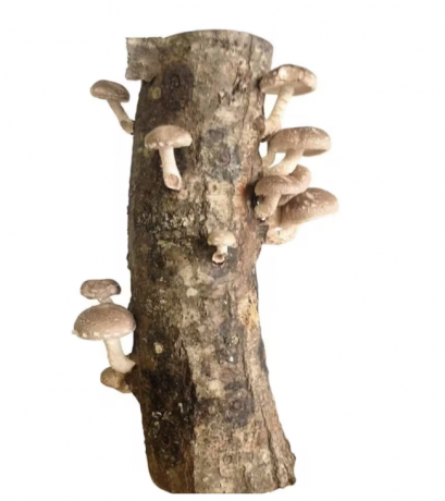 log houby shitake