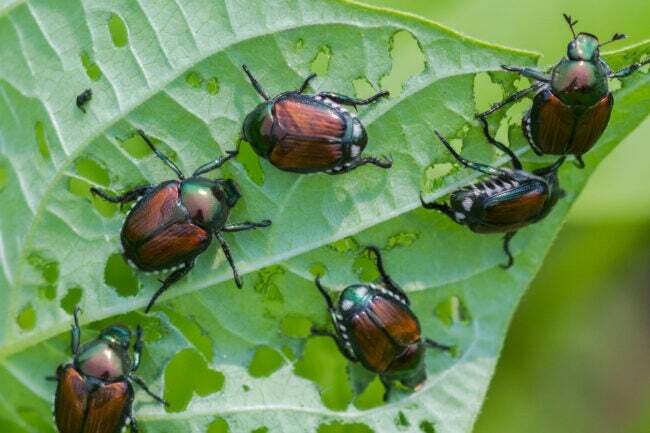 группа японских жуков на листе с несколькими проеденными ими отверстиями