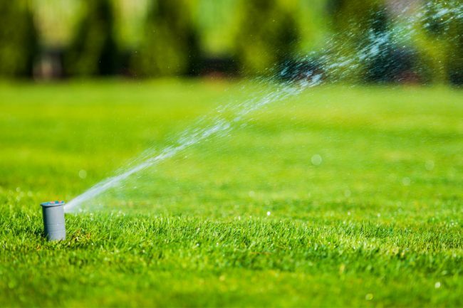 잔디에 정기적으로 물을 주면 잔디가 자라는 데 얼마나 걸립니까?