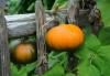 12 klatregrønnsaker som er perfekte for kompakte hager