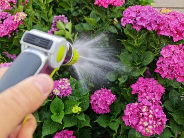 הזמן הטוב ביותר להשקות צמחים - השקיית הידראנגאה לאורך בסיס הבית
