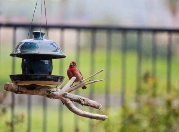 Backyard Feeder'ın yanındaki Dalda Kırmızı Finch