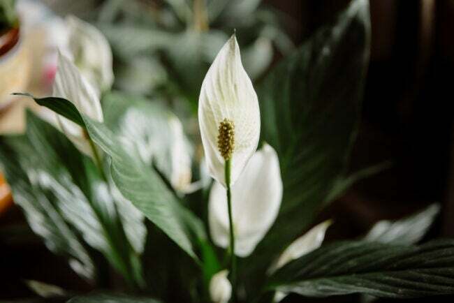 Flor branca de lírio da paz com folhas escuras
