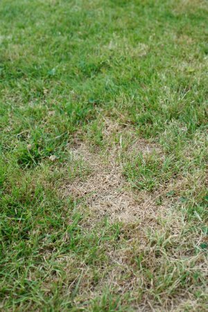 草を殺す方法-乾いた斑状の芝生