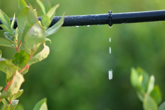 Irrigação por gotejamento com água pingando