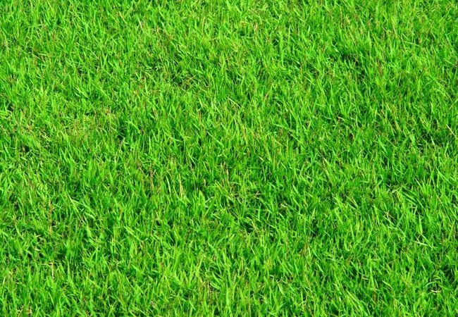 Fertilizante caseiro para gramados - repetir