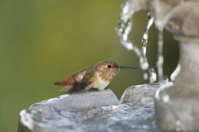 물 특징으로 벌새를 유인하는 방법
