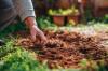 13 sīpoli, kas jāiestāda rudenī, lai iegūtu pavasara ražas un krāsas