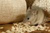 10 merkkiä hiiristä, joita ei saa koskaan jättää huomiotta