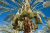 9 tipi di palme che prosperano nei climi caldi