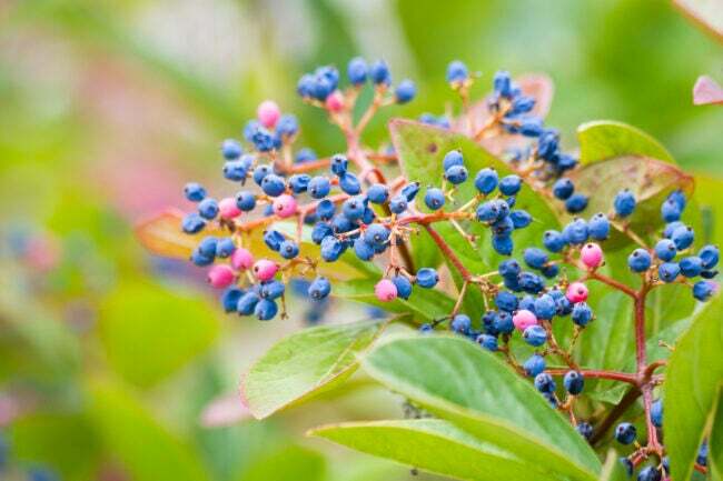 изглед отблизо на цветни сини плодове на калина Winterthur