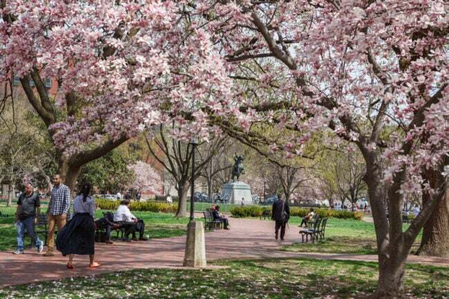 Liikemiehet ja turistit kävelevät ja rentoutuvat penkillä historiallisessa Lafayette Parkissa, jossa magnoliapuut ovat täydessä kukassa kevään kirsikankukkien aikana