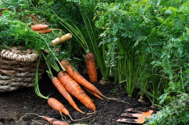 kuinka kasvattaa porkkanoita
