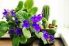 African Violet Care 101: Conozca la planta de interior de bajo mantenimiento que florece todo el año