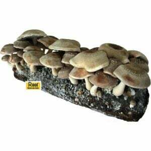 Parim seenekasvatuskomplekt: juureseenefarmi Shiitake seenekasvatuskomplekt
