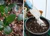 Vermiculit vs perlit: care este cel mai bun pentru plantele tale în ghiveci?